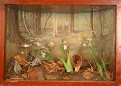 Spring Beauty And Skunk Cabbage, School Loan Collection