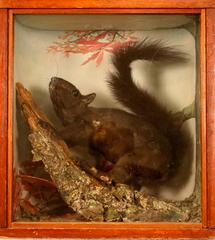 Squirrel, Gray (black Phase), School Loan Collection