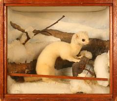 Weasel, Long-tailed, School Loan Collection