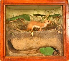 Weasel, Least, School Loan Collection