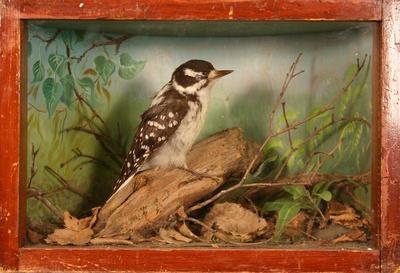 Woodpecker, Hairy, School Loan Collection