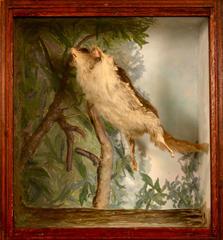 Squirrel, Flying, School Loan Collection
