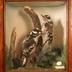 Woodpecker, Downy, School Loan Collection
