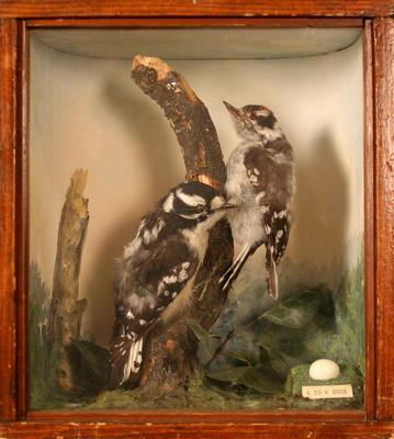 Woodpecker, Downy, School Loan Collection