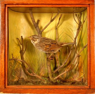 Lincoln's Sparrow (mount)