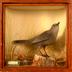 Catbird, School Loan Collection