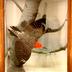 Woodpecker, Red-bellied, School Loan Collection