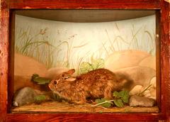 Rabbit, Cottontail, School Loan Collection