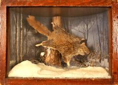 Squirrel, Flying, School Loan Collection