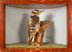 Woodpecker, Hairy, School Loan Collection