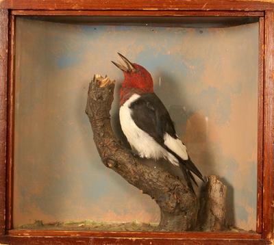 Woodpecker, Red-headed, School Loan Collection