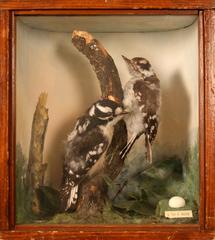 Woodpecker, Downy, School Loan Collection