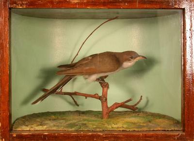 Yellow-billed Cuckoo (mount)