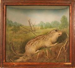 Spermophile, Thirteen-lined, School Loan Collection