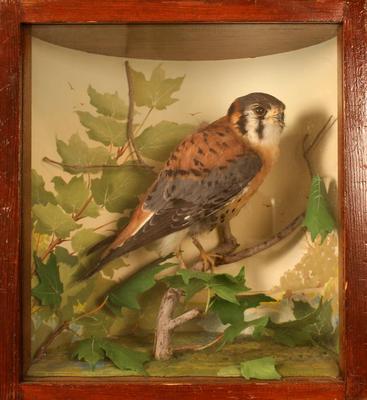 Hawk, Sparrow, School Loan Collection