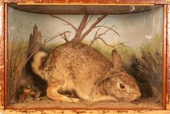 Rabbit, Cottontail, School Loan Collection
