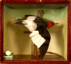 Woodpecker, Red-headed, School Loan Collection