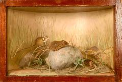 Mouse, Meadow-jumping, School Loan Collection