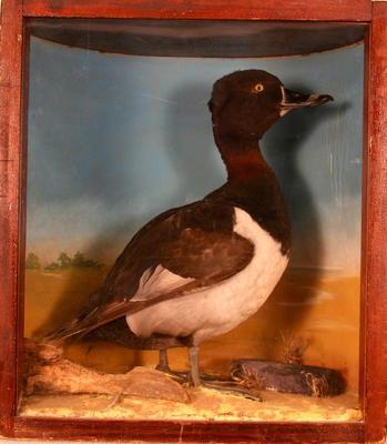Duck, Ring-necked, School Loan Collection [green-wing Teal]