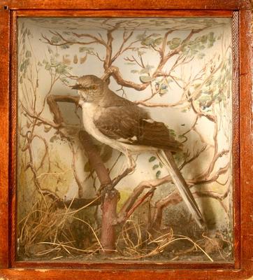 Mockingbird, School Loan Collection