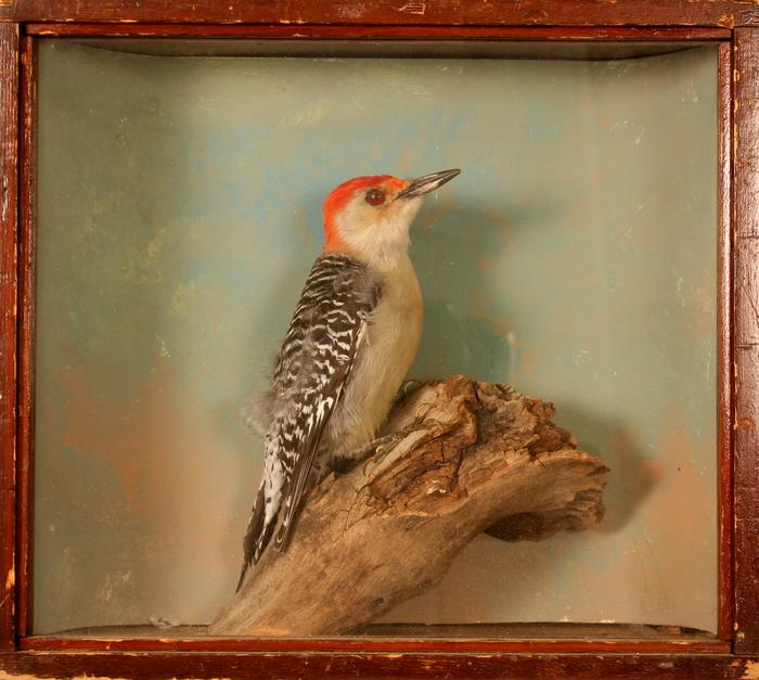 Woodpecker, Red-bellied, School Loan Collection