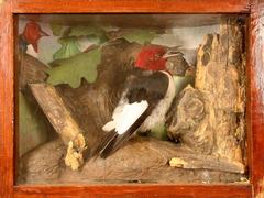 Woodpecker, Red-headed, School Loan Collection