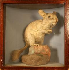 Chinchilla, School Loan Collection
