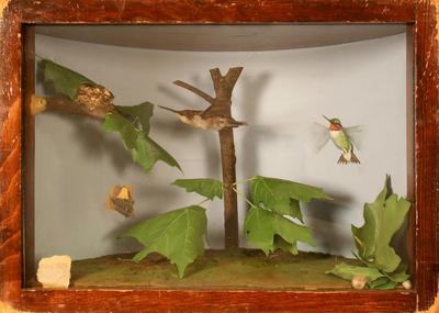 Hummingbird, Ruby-throated, School Loan Collection