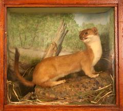 Weasel, Long-tailed, School Loan Collection