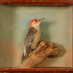 Woodpecker, Red-bellied, School Loan Collection