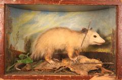 Opossum, School Loan Collection