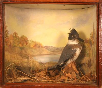 Belted Kingfisher (mount)