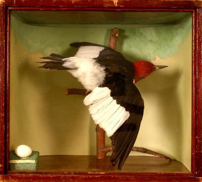 Woodpecker, Red-headed, School Loan Collection