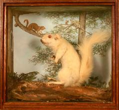 Squirrel, Red (albino), School Loan Collection