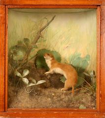 Weasel, Least, School Loan Collection