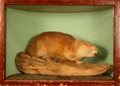 Muskrat, School Loan Collection