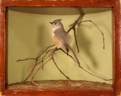 Tufted Titmouse (mount)
