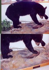 Black Bear (mount w/ Chinook salmon)