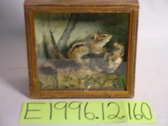 Chipmunk, Eastern, School Loan Collection