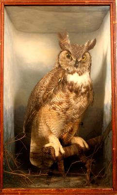 Owl, Great Horned, School Loan Collection