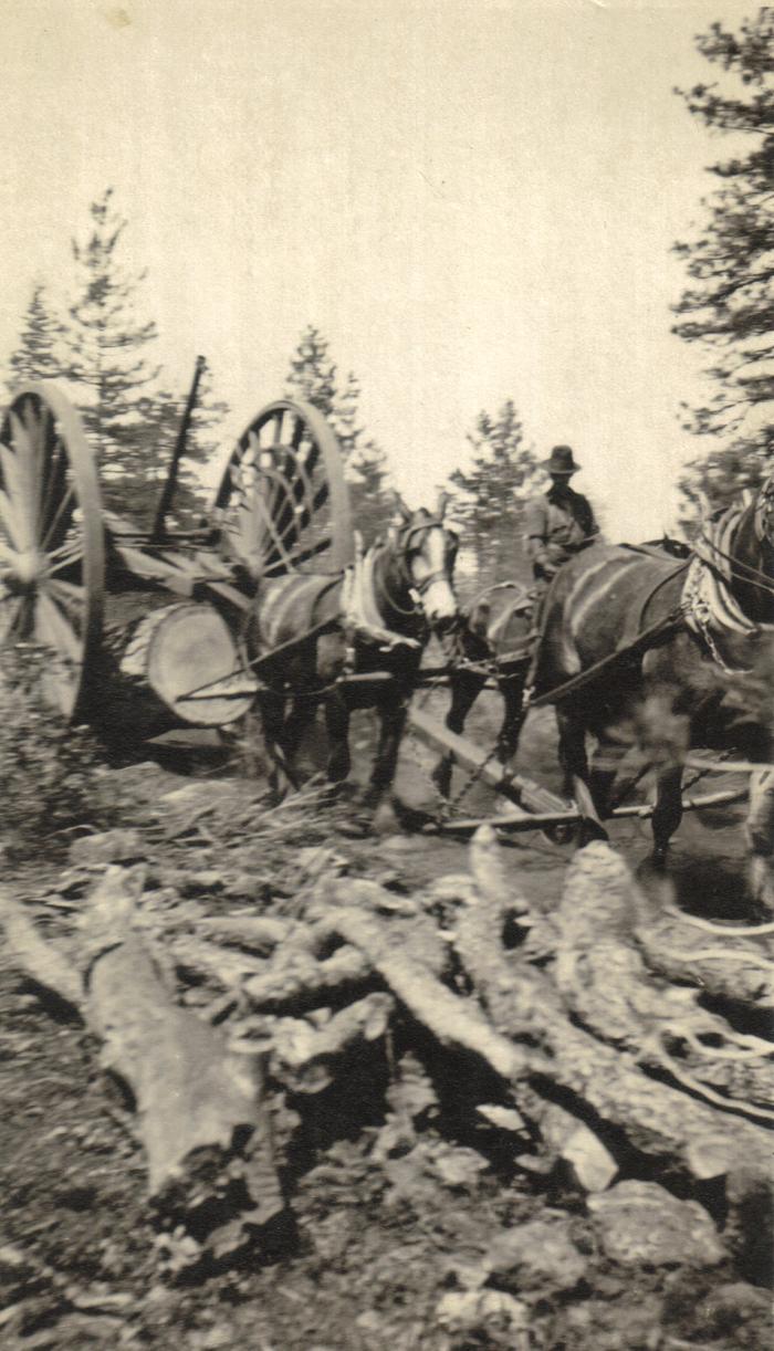Grand Rapids Public Museum Collections Artifact Photograph, Horse
