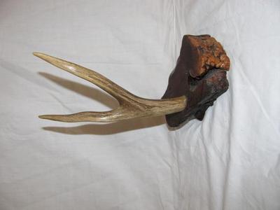 Mounted Deer Antler