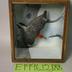 Woodpecker, Red-bellied, School Loan Collection