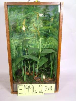 Yellow Lady's Slipper (mount)