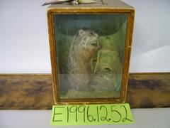 Woodchuck, School Loan Collection