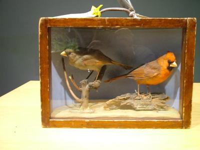 Cardinals, 2, Male And Female, School Loan Collection