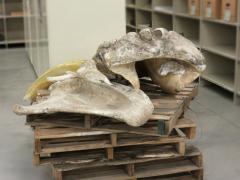 Mastodon Cast Parts