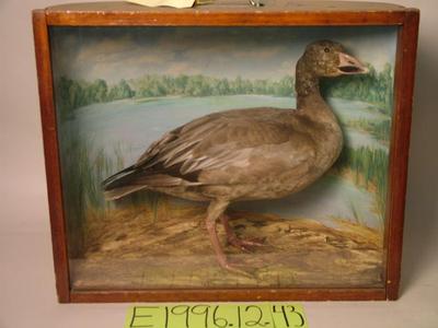 Goose, Blue, School Loan Collection