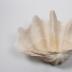 Giant Clam