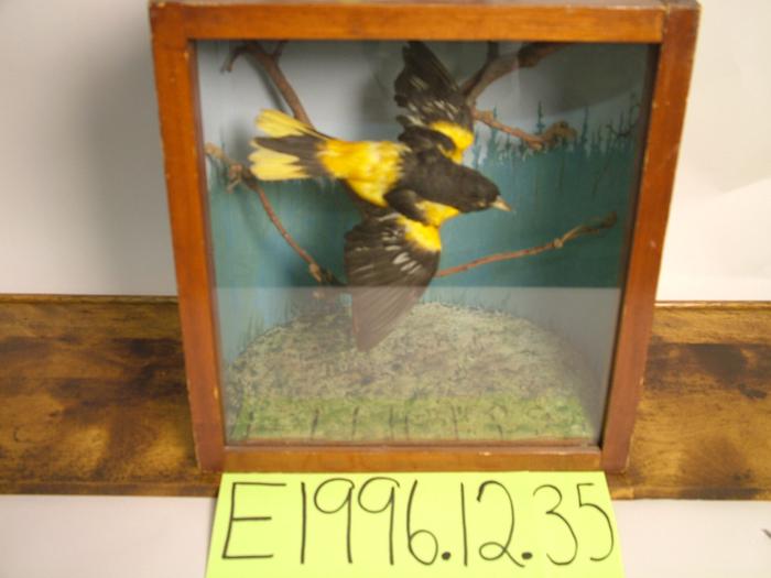 Oriole, Baltimore, School Loan Collection